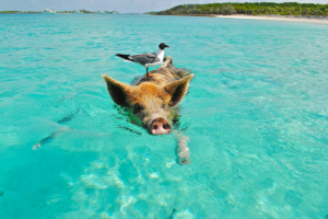 Pig Beach, Bahamas