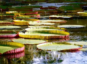 Sir Seewoosagur Ramgoolam Botanical Garden, Mauritius