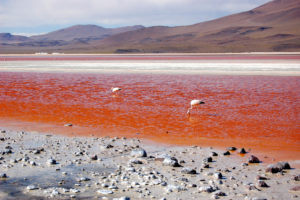 Colored Lakes of Bolivia 