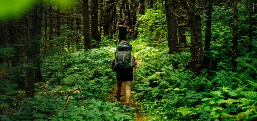 Why Manoa Falls Trail Is The Ultimate Hike Paradise Revealed